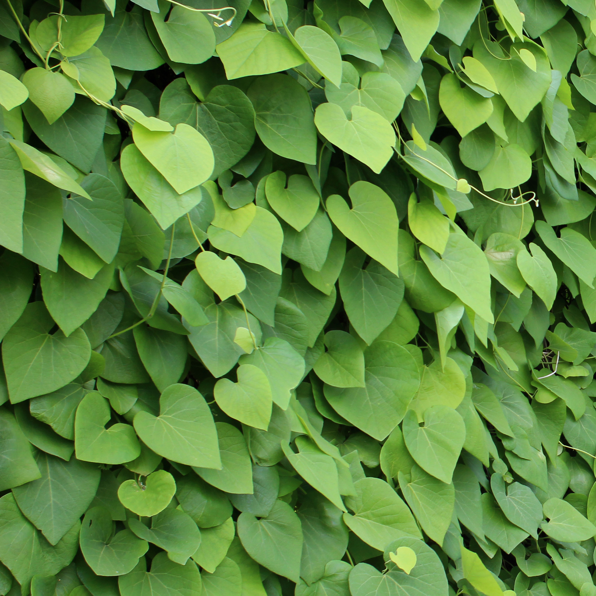 Tobakspibeplante