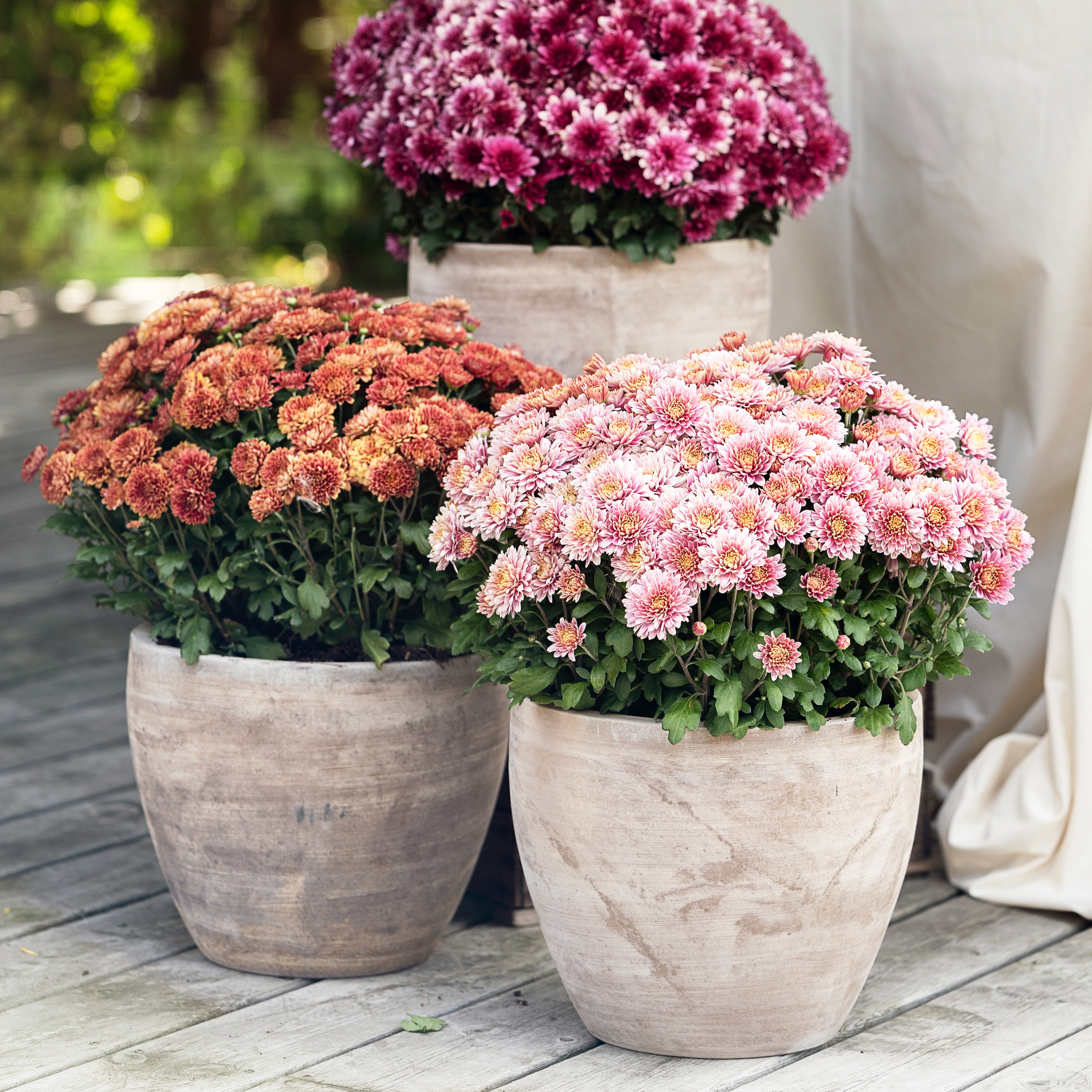 Chrysanthemum