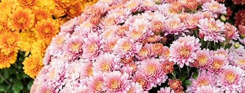 Chrysanthemum