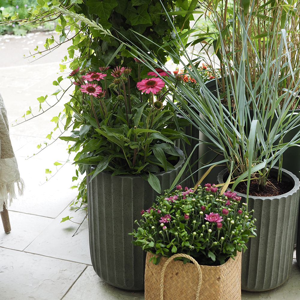 Plant sommerblomster der er flotte helt til efteråret - Plantorama