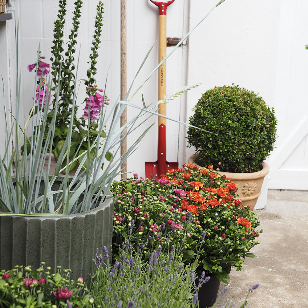 Plant sommerblomster der er flotte helt til efteråret - Plantorama
