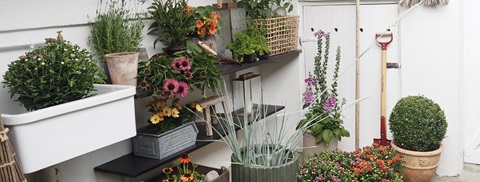 Plant sommerblomster der er flotte helt til efteråret - Plantorama