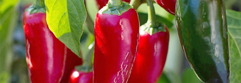 Dyrkning af chili - Plantorama