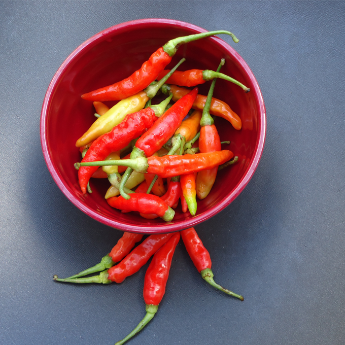 Dyrkning af chili - Plantorama
