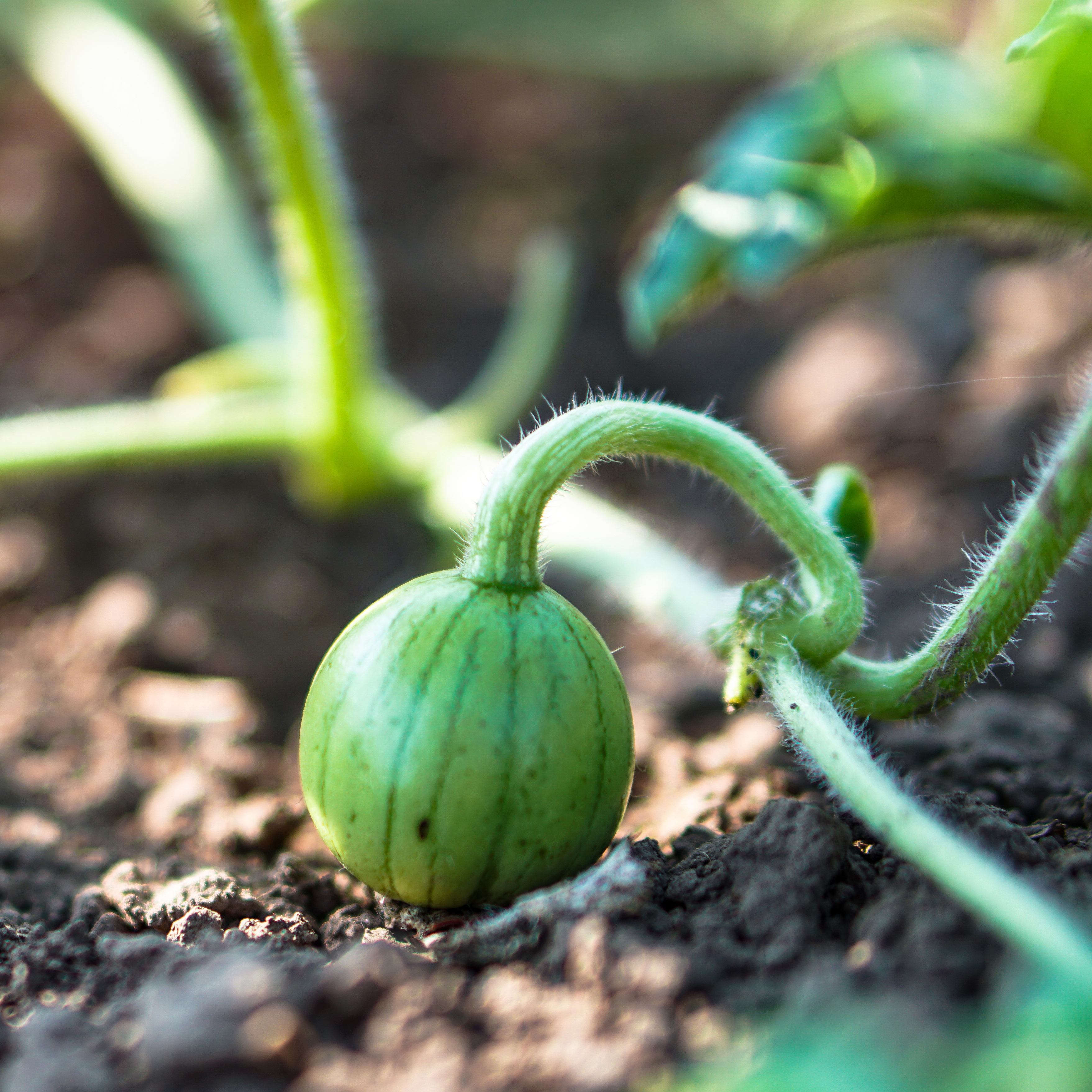 Melon