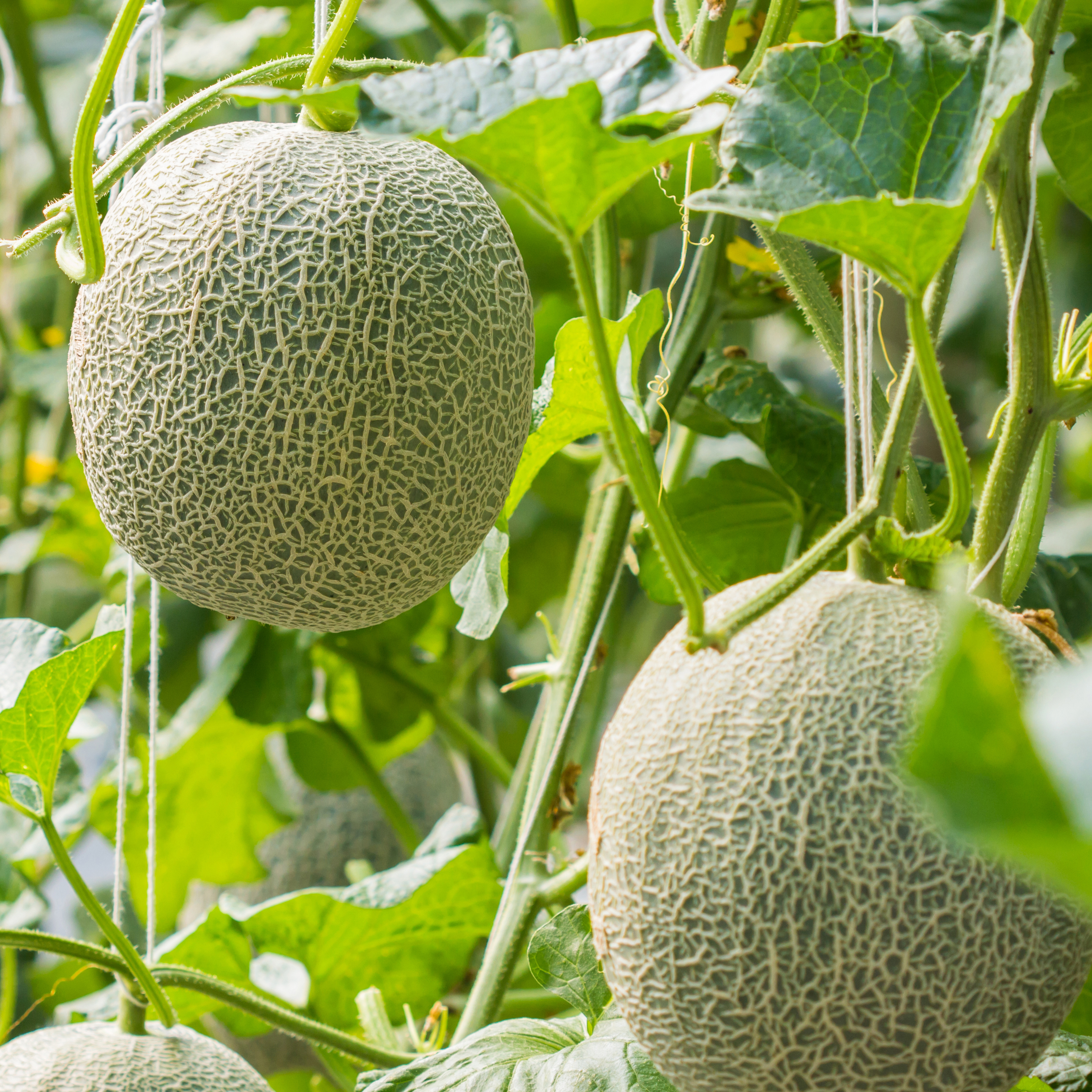 Melon
