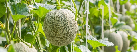 Melon