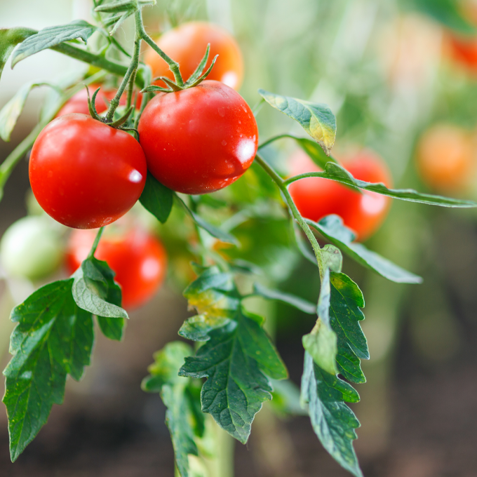 Tomatplante