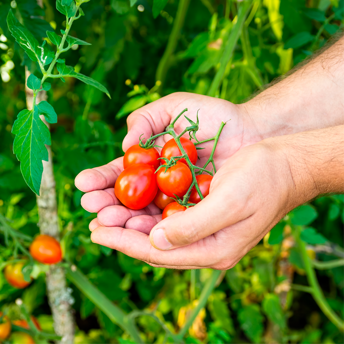 Tomatplante