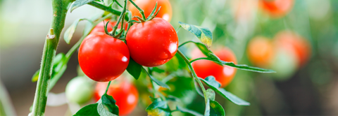 Tomatplante