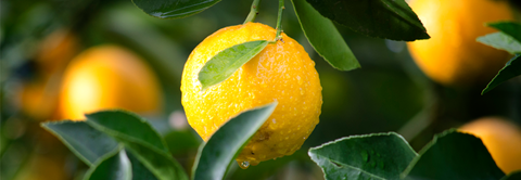 Citrontræ og andre citrustræer - Plantorama