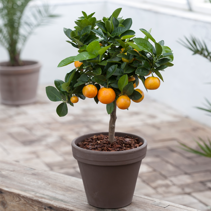Små frugttræer i krukker- Plantorama