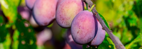 Få tips til blommetræer i haven - Plantorama