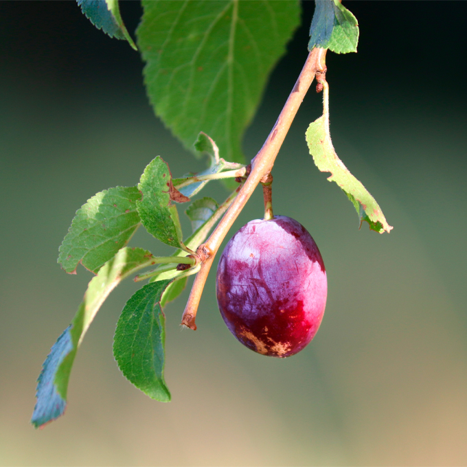 Få tips til blommetræer i haven - Plantorama