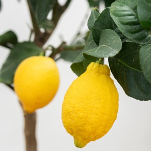 Citrontræ