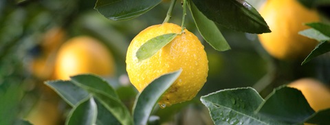 Citrontræ