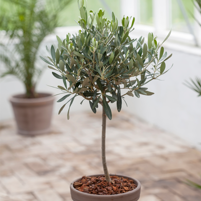 Dyrkning af oliventræer - Plantorama