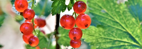Udplantning og pasning af ribs - Plantorama