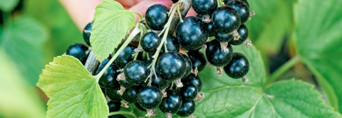Udplantning og pasning af solbaer - Plantorama