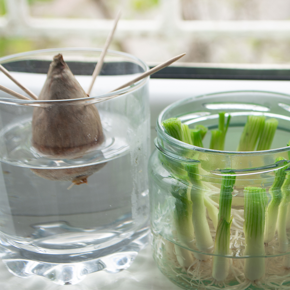 9 grøntsager du kan dyrke fra rester - Plantorama