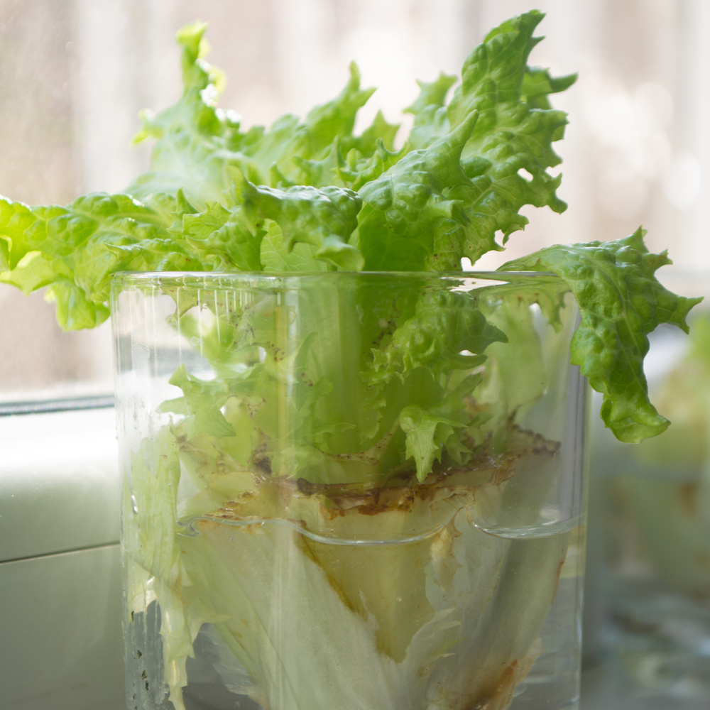 9 grøntsager du kan dyrke fra rester - Plantorama