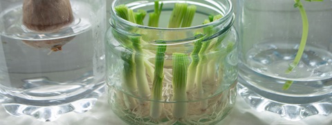 9 grøntsager du kan dyrke fra rester - Plantorama