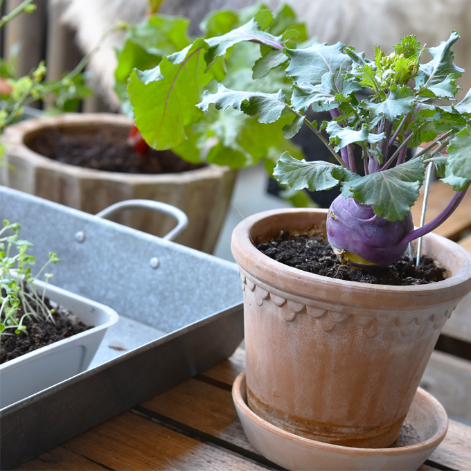 Dyrk en køkkenhave på altanen - Plantorama