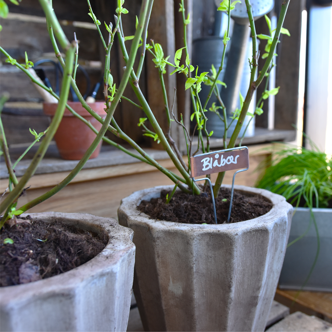 Dyrk en køkkenhave på altanen - Plantorama
