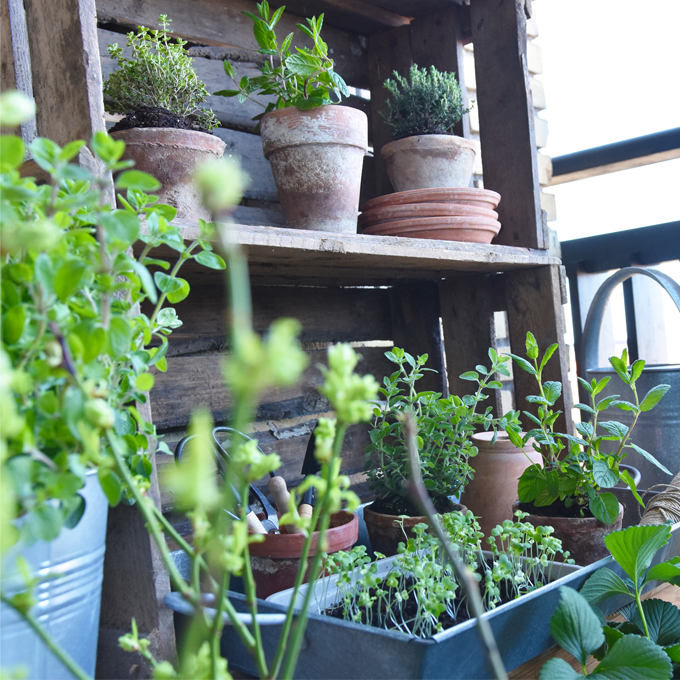 Dyrk en køkkenhave på altanen - Plantorama