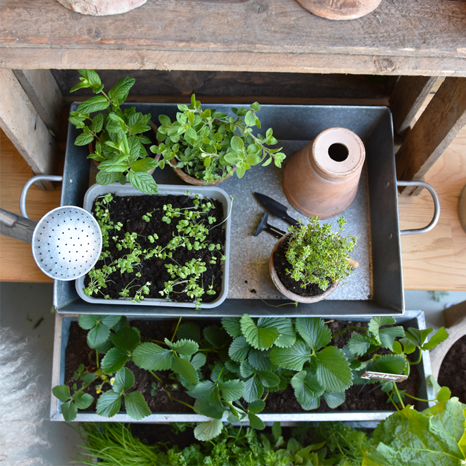 Dyrk en køkkenhave på altanen - Plantorama
