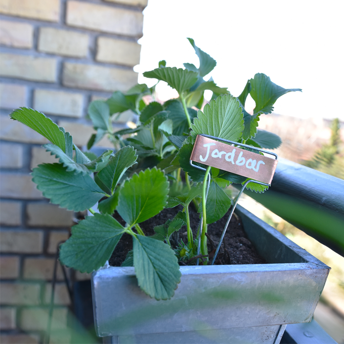 Dyrk en køkkenhave på altanen - Plantorama