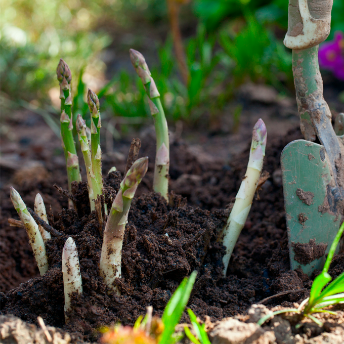 Dyrkning af asparges - Plantorama