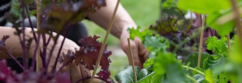 Guide til byhaver: 5 planter du kan dyrke i byhaven - Plantorama