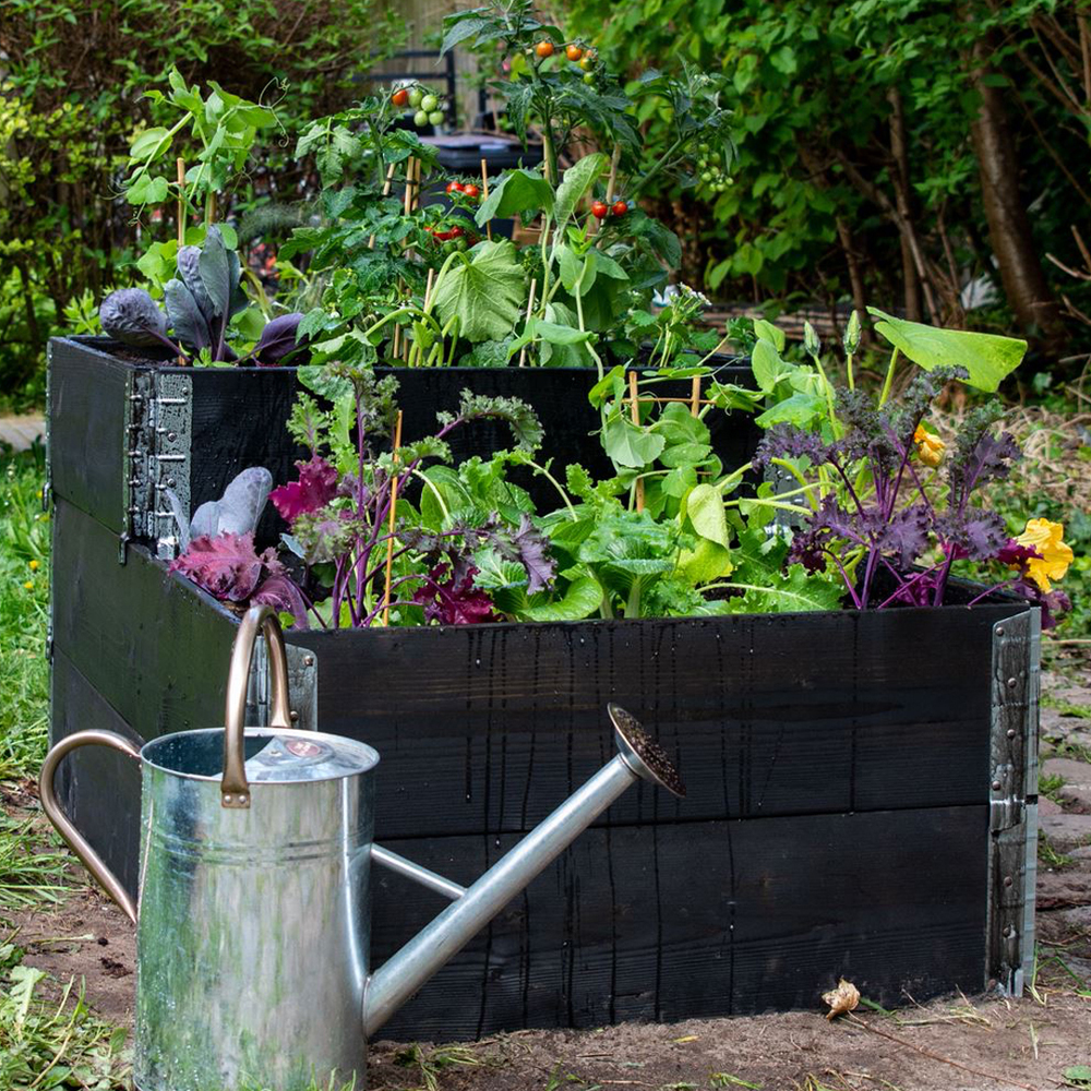 Guide til byhaver: 5 planter du kan dyrke i byhaven - Plantorama