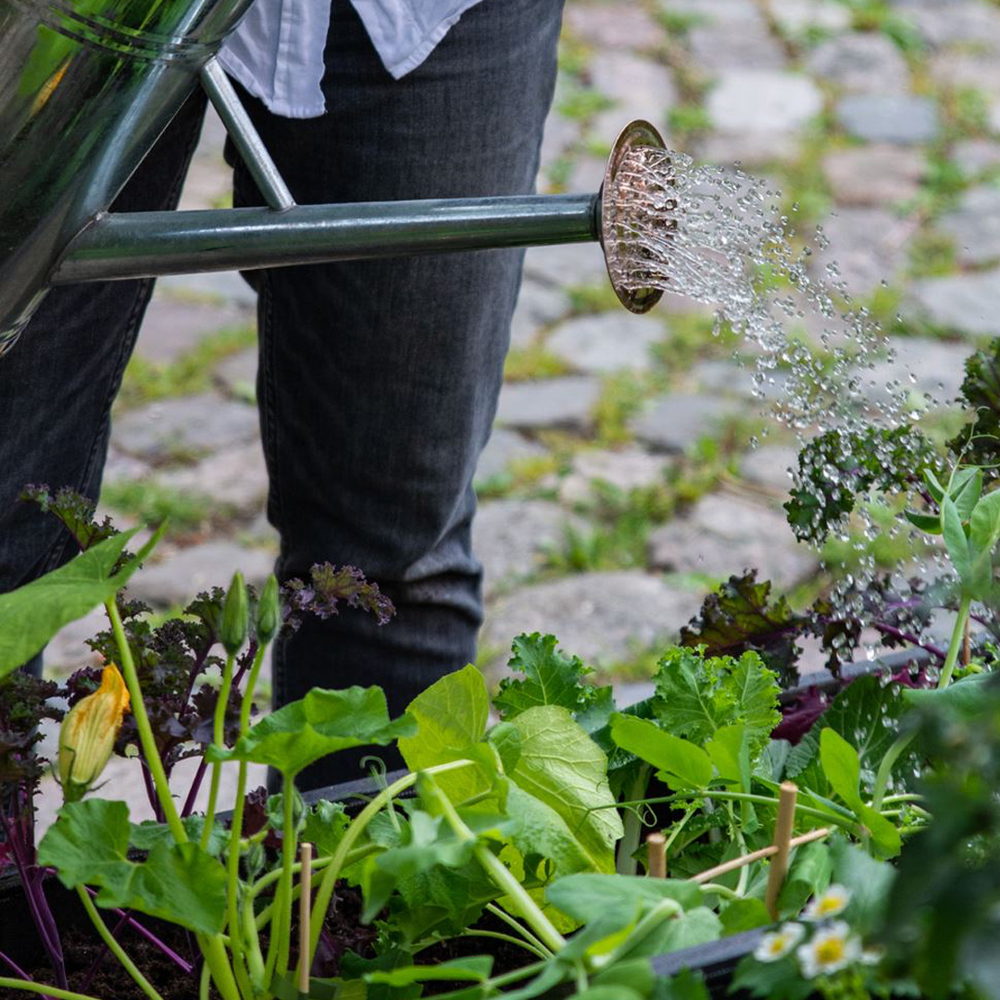 Guide til byhaver: 5 planter du kan dyrke i byhaven - Plantorama