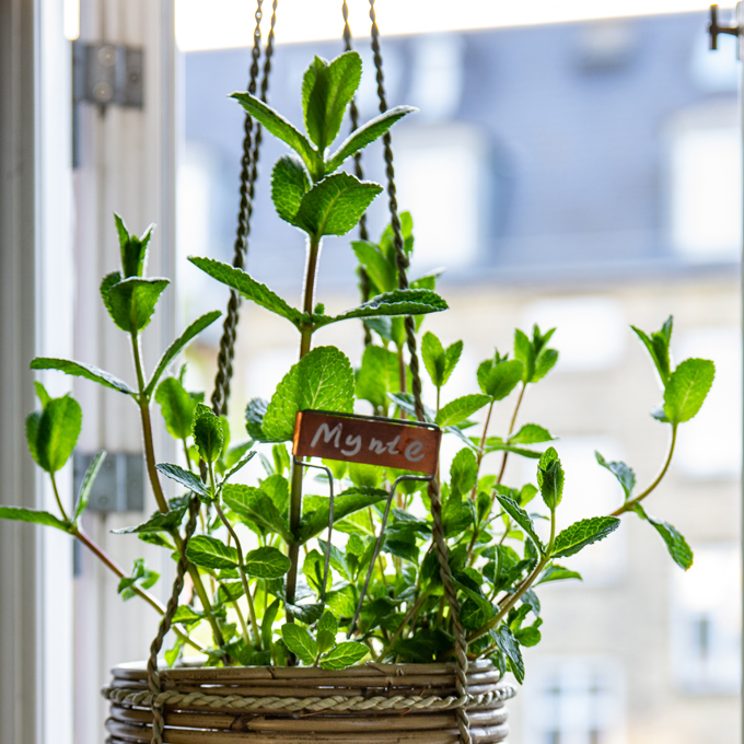 Lav din egen køkkenhave i vindueskarmen - Plantorama