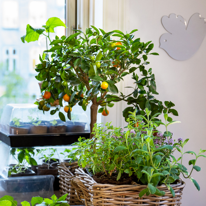 Lav din egen køkkenhave i vindueskarmen - Plantorama
