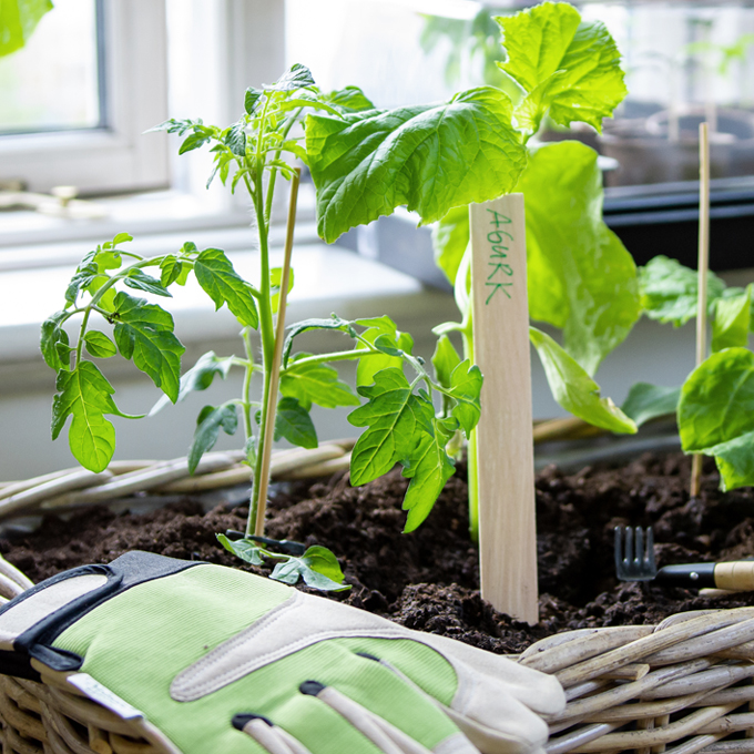 Lav din egen køkkenhave i vindueskarmen - Plantorama