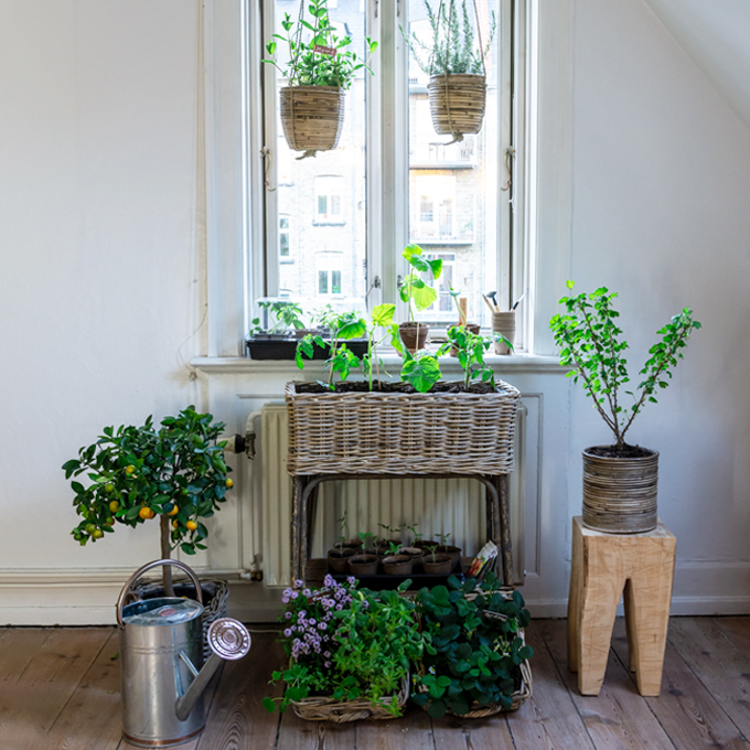 Lav din egen køkkenhave i vindueskarmen - Plantorama