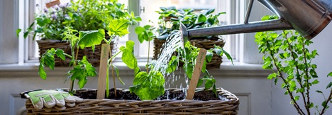 Lav din egen køkkenhave i vindueskarmen - Plantorama
