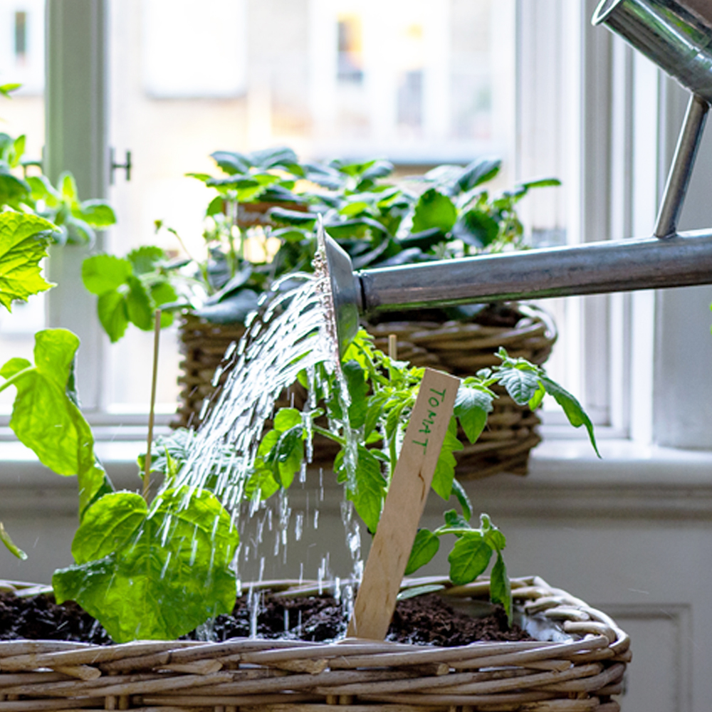 Lav en køkkenhave i vindueskarmen - Plantorama