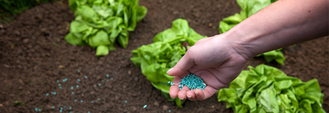 Sådan bekæmper du dræbersnegle i haven - Plantorama