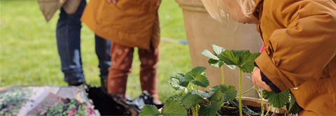 Sådan laver du en børnevenlig køkkenhave - Plantorama