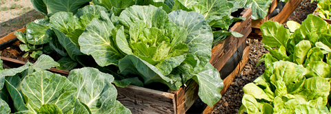 Få gode råd til hvordan du dyrker grøntsager i højbede hos Plantorama