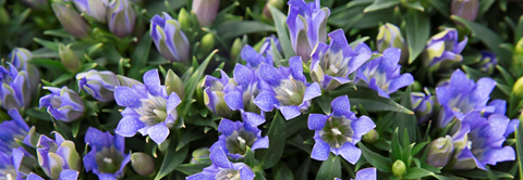 Udplantning og pasning af gentiana - Plantorama