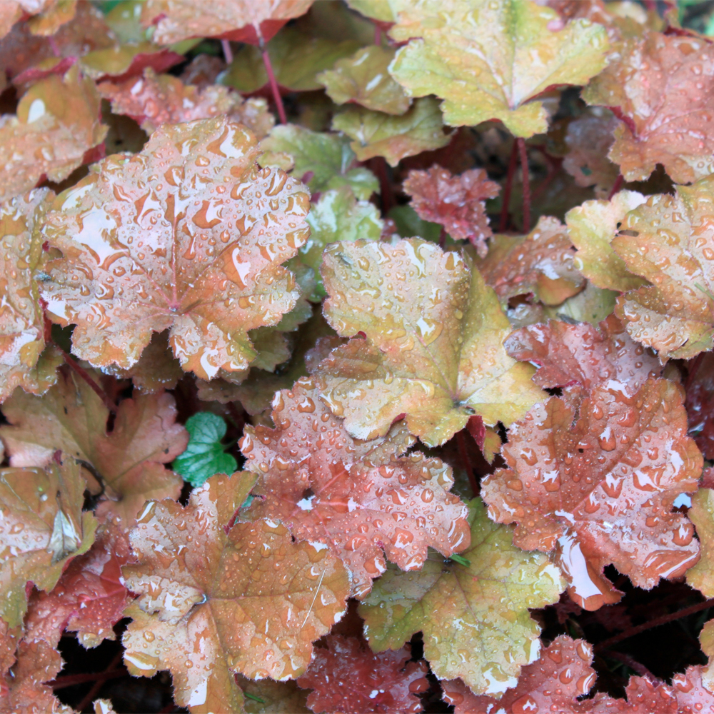 Udplantning og pasning af alunrod - Plantorama