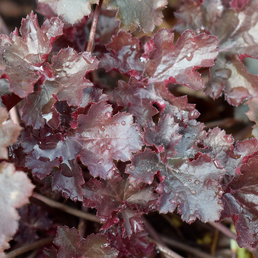 Udplantning og pasning af alunrod - Plantorama