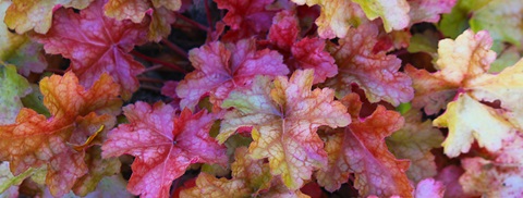 Udplantning og pasning af alunrod - Plantorama
