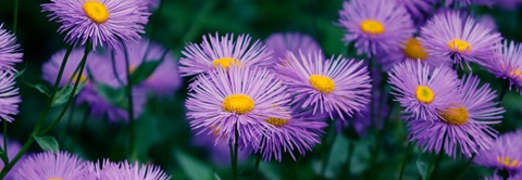 Få tips til asters i haven - Plantorama
