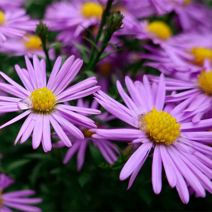 Få tips til asters i haven - Plantorama